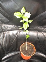 HIBISKUS - "BLUE BIRD" - Garteneibisch - Zierstrauch - winterhart - 40 cm hoch