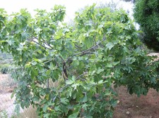  FIG TREE CUTTINGS ''Black Mission''  2 CUTTINGS ficus carica.