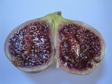 VASILIKA MELISSI  (ROYAL HONEY FIGS)- Greek Variety (2 fresh cuttings)