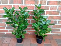 10 Kirschlorbeer Pflanzen, Höhe: 60-70 cm ab Topf , Prunus Novita, Hecke