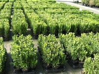 50 Buchsbaum Pflanzen im Topf, Buxus, Höhe: 20-25 cm