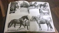 1969 Deutsche Warmblutzucht * Hengste Linien Leistungsvererber * viele FOTOS 