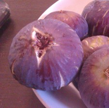 2 x "Hmari" fig tree cuttings, common type, Holy Land