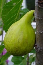 Fig Tree "Gustissimo® "Mere Veronique