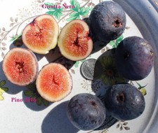 Fig Tree Cuttings x9 Premium Cultivars you choose 3 varieties