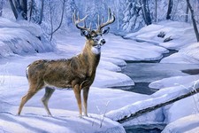 HD Print Portrait Oil Painting Wall Decor Art on Canvas The lovely deer NO Frame