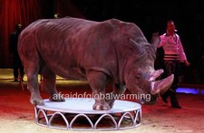 Old Photo. Rhinoceros at Barnum & Bailey Circus