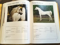 Asil Araber IV (1993) * Araber Zucht Hengste Stuten weltweit Fotos * NP 128€