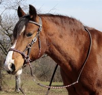Gebisslose Trense Syringa by Barefoot Sidepull und Bitless Bridle