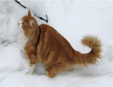 Metal Refrigerator Magnet Amber Colored Norwegian Forest Cat In Snow Cats