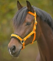 Kappzaum Economic Nylon Waldhausen Horse Fashion orange NEU