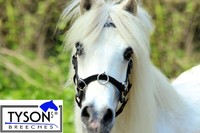 Kappzaum Mini Shetty Minipony Minishetty Leder 3 Ringe Zaum Pony VB WB Tysons 