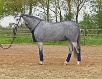 Fliegendecke SCHWEDEN v. Busse - BLAU/NAVY, 165cm, Pflege,Pferd, Schutz