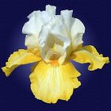 1 "Dutch Custard" Gorgeous Tall Bearded Iris (1 Rhizome)