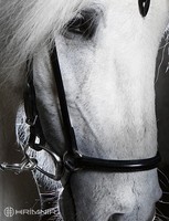 Schwarzer hannoverischer Nasenriemen von  Hrimnir  Isländer Islandpferdetrense