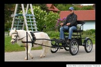 Minishettykutsche Minishetty Shettykutsche Ponykutsche Kutsche Gig Sulky 60 kg!
