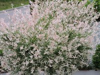 2 x Harlekinweide, Flamingoweide (Salix integra Hakuro Nishiki) Hochstamm 100 cm