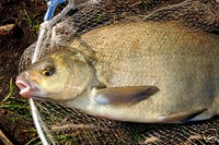 Lockfutter 20 kg Karpfen-Brassen Rotaugen  Angelfutter  Bremes  Carp(0,99 €/kg)