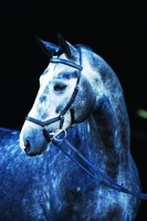 Rambo Micklem Competition Bridle, Turnierzaum, Trense Horseware 