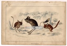 Jerboas: Ass Eared - Broad Tailed - Flat Tailed c1860 Hand Colored Litho