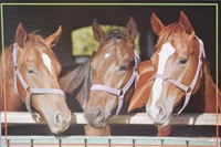 Pferdepostkarte Postkarte Pferd Pferde * AK  Portrait