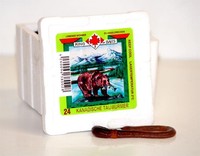 Angelköder lebend Maden Pinkies Tauwürmer Würmer Mehlwürmer Bienenmaden Rotwurm