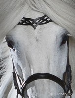 Kopfstück Heritage B von Hrimnir Isländer Islandpferde 