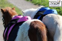 Ponysattel Pink Rosa- o Blau Schwarz 10 12 Zoll Mini Shetty Sattel SET Holzpferd