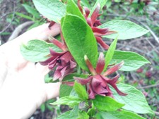 20 CAROLINA ALLSPICE SEEDS - Calycanthus floridus 'Edith Wilder'
