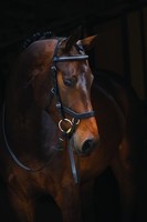 Rambo Micklem Diamant Competition Bridle, Trense Horseware., NEU mit STRASS 