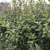 Heckenpflanzen, schwarzgrüne Liguster, immergrün Hecke  im Container 40-60 cm