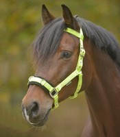 Kappzaum Economic Nylon Waldhausen Horse Fashion gelb verschiedene Größen NEU