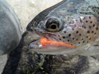 Sperm Worm Forellenköder Barschköder 3 farbiges Set von Relax in 3,5cm