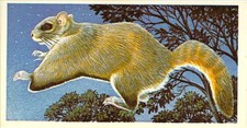 #35 Flying Squirrel Brooke Bond Incredible Creatures 19