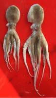 Octopus ganz 2 Stück 14-18 cm vacuumiert & tiefgefroren für Waller Hecht Neu OVP