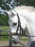 BUSSE Kappzaum Professional Solibel schwarz Vollblut l Warmblut NEU