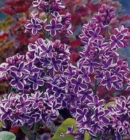 EDELFLIEDER BAUM - SYRINGA VULGARIS "SENSATION"  HALBSTAMM