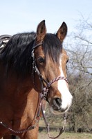 BAREFOOT KOPFSTÜCK SYRINGA SIDEPULL BITLESS BRIDLE 3 FARBEN 2 GRÖßEN  4003