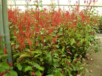 Photinia Red Robin Glanzmispeln 0,80 bis 1,20m 10St.70 € einschl.Versand .