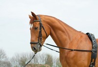 Ausbinder, Ausbindezügel, Elastik Ausbinder, Hilfszügel Zügel, Busse, schwarz WB