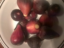 violette  de bordeaux  fig tree cuttings, fresh 2 cuttings