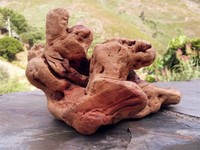 Torgas Kauwurzel diverse Größen