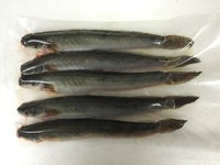 Köderfische, Lanzettgrundel, vakuumiert, 12-16cm, 5 Stück Geheimtip Zanderköder