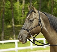 Busse  Knotenhalfter mit Ringe, Bodenarbeit