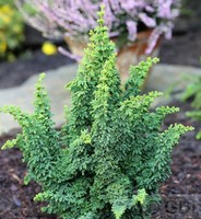 Hinoki Zypresse Chirimen 10-15cm - Chamaecyparis obtusa