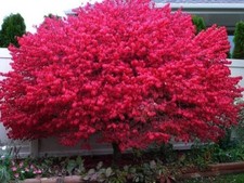 10 Dwarf Burning Bush Bare Root Plant Hardy Shrub 1-3" (Euonymus Alatus)