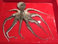 Octopus ganz pazifische Ware 25-30cm vacuumiert & tiefgefroren Waller Neu OVP