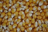 10 Kg Sack ! Premium Popcornmais "Butterfly" für Popcornmaschine & Pfanne