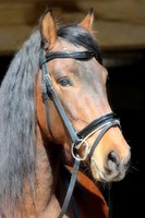 Trense Lack Leder Lacktrense + Lederzügel VB WB EX FULL Kaltblut KB Tysons 