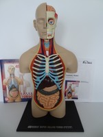 Human SUPER DELUXE TORSO 15"/ 38cm Anatomy Model TOP Zustand mit Anleitung 